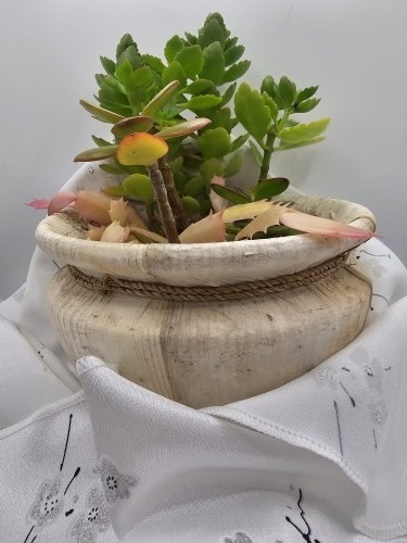 succulents_in_bamboo_pot_with_white_fabric_gift_wrapping